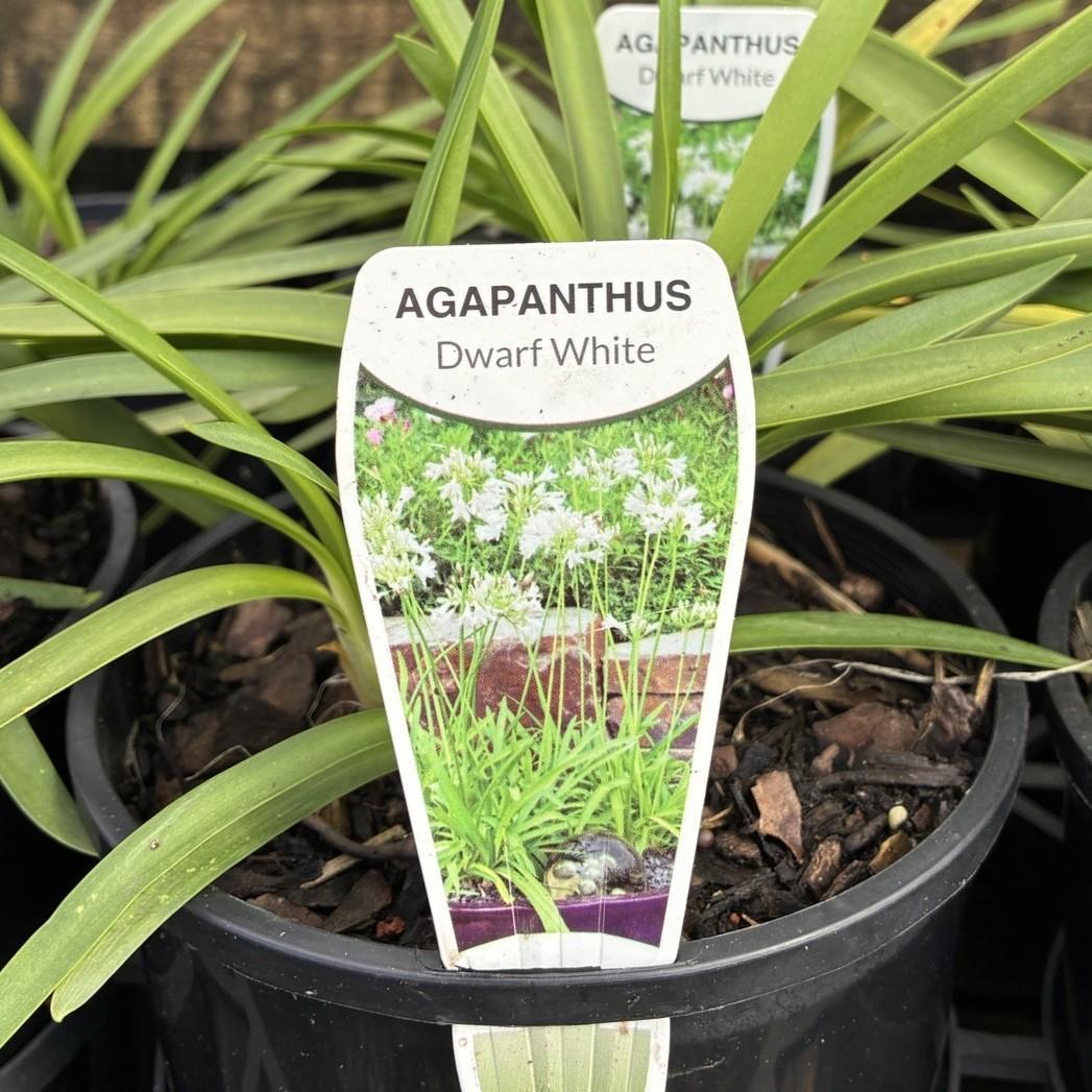 AGAPANTHUS 'Dwarf White'