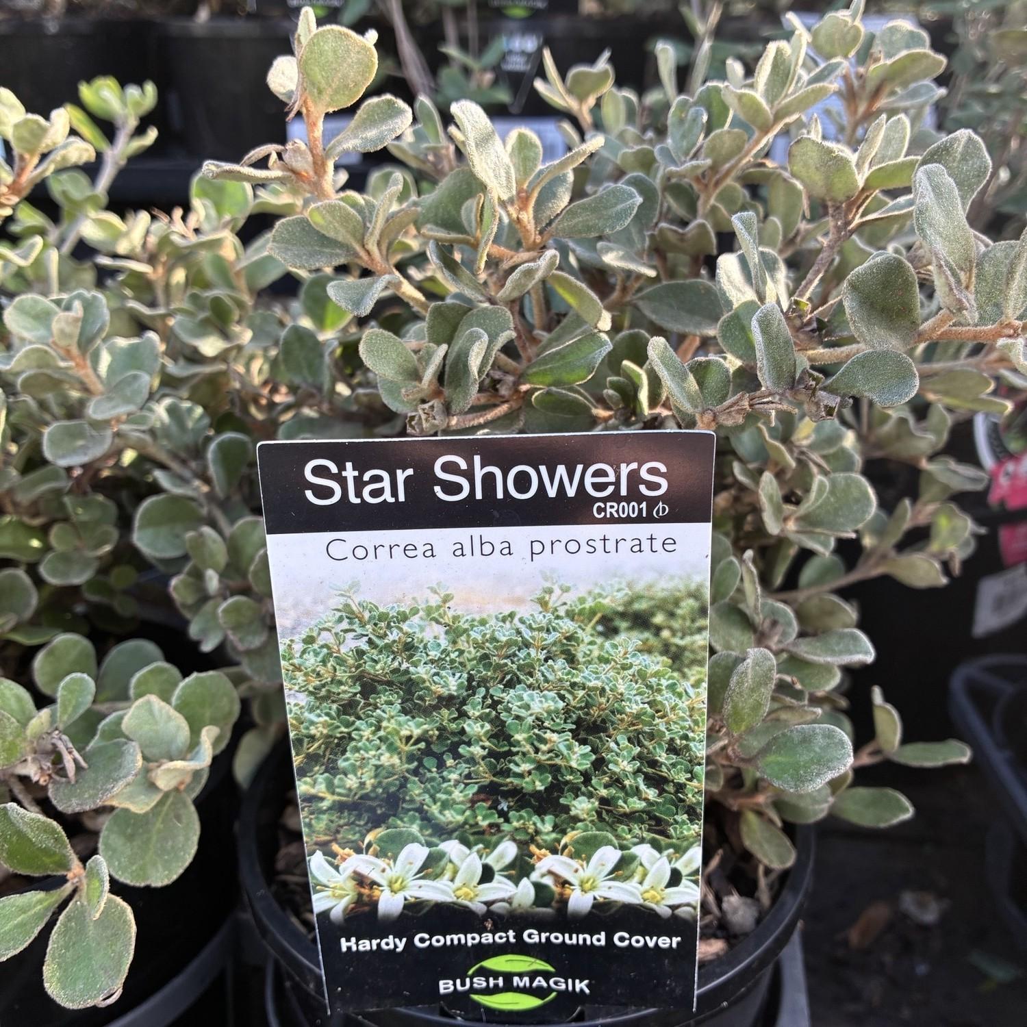 CORREA alba 'Star Showers'