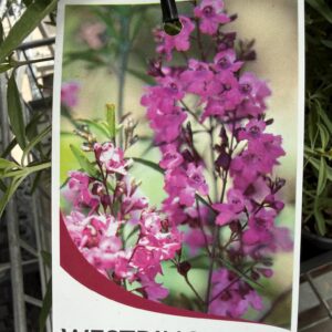 WESTRINGIA purpurea