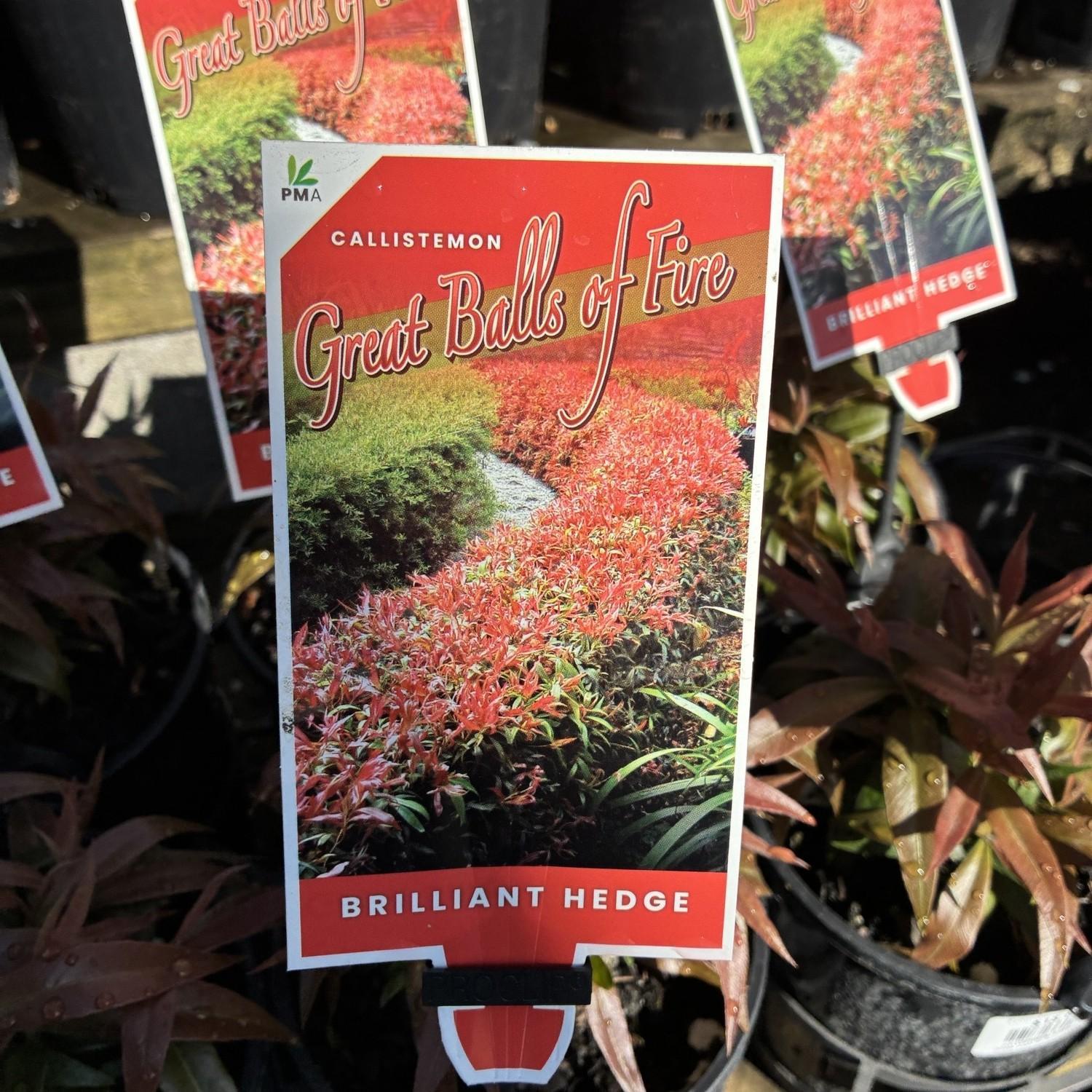 CALLISTEMON salignus 'Great Balls of Fire'