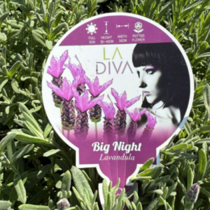 LAVENDER La Diva 'Big Night'