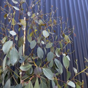 EUCALYPTUS ovata (Swamp gum)