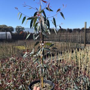 Eucalyptus olida 'Strawberry gum'