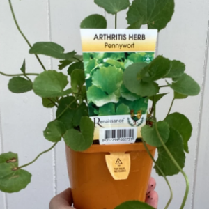 Arthritis Herb