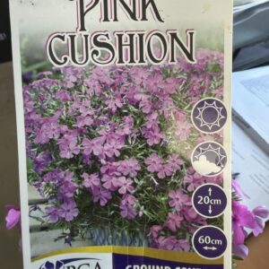 PHLOX 'Pink Cushion'