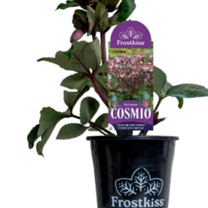 Hellebore ‘FROSTKISS® Cosmio’