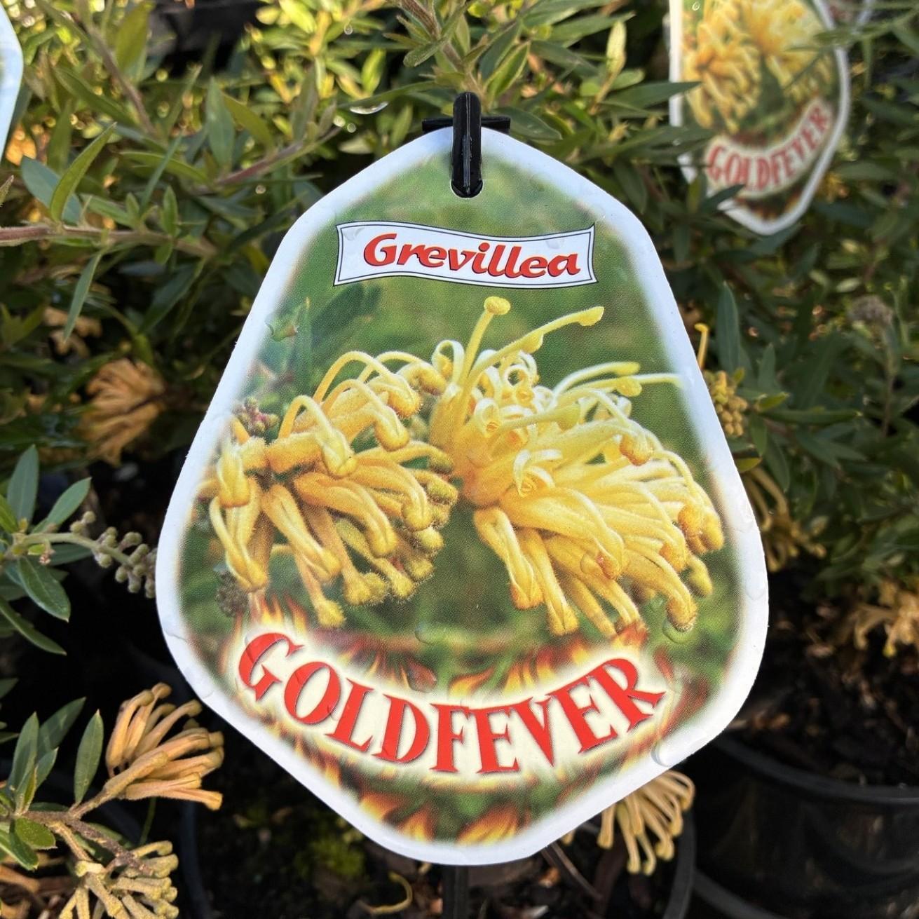 GREVILLEA 'Gold Fever'