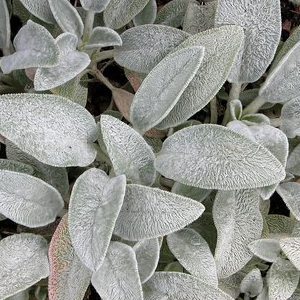 STACHYS thirkei (Dwarf Lambs Ear)