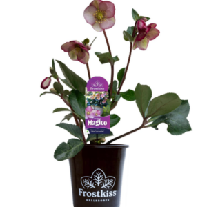 Hellebore ‘FROSTKISS® Magico’