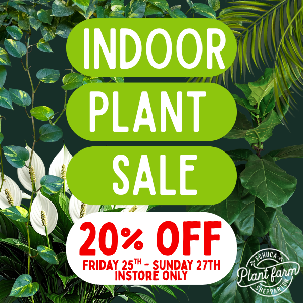 Indoor Plant Sale - Email Graphic