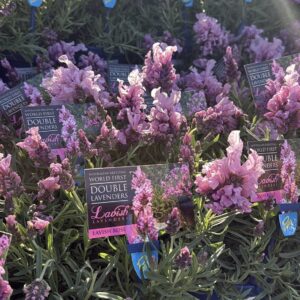 LAVENDER Lavish Rose (Double Flower)
