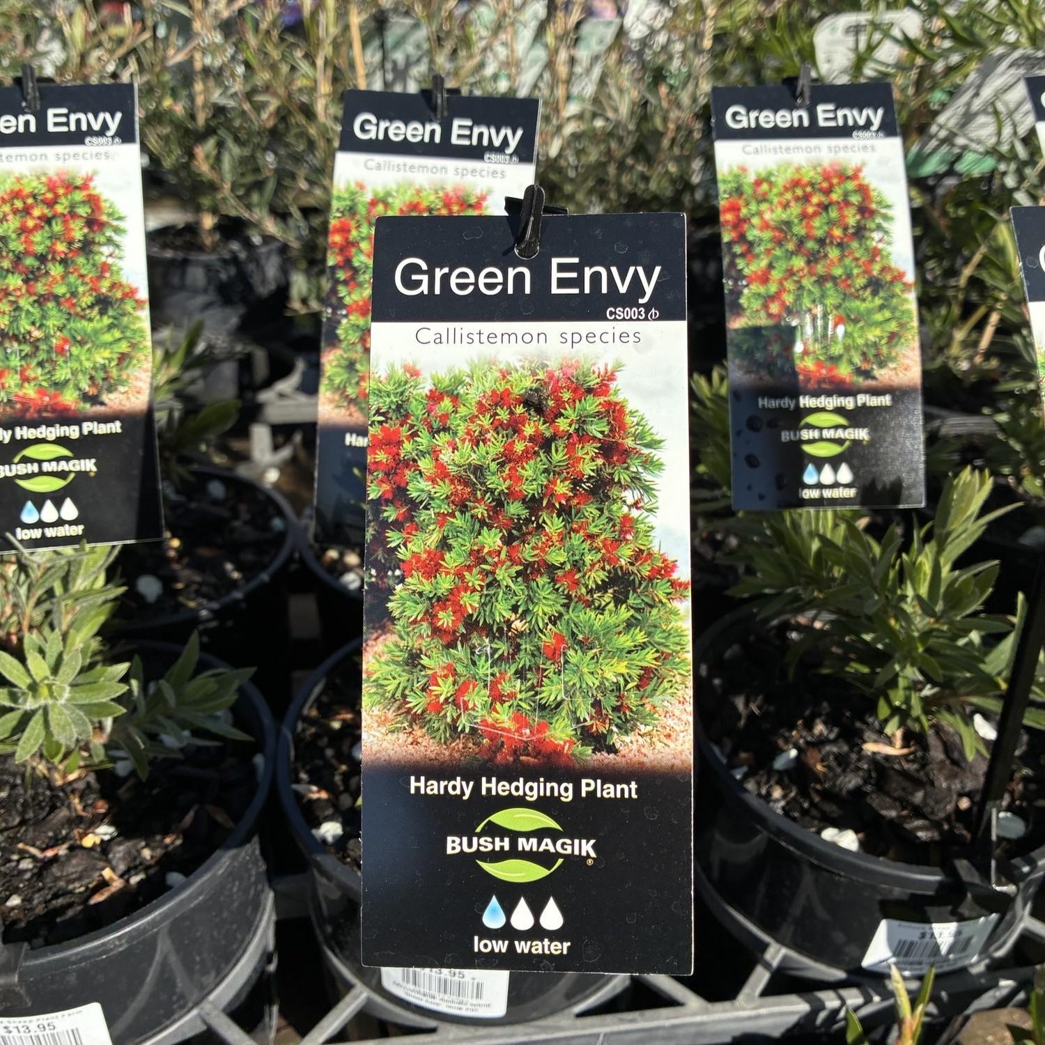 CALLISTEMON viminalis hybrid 'Green Envy'