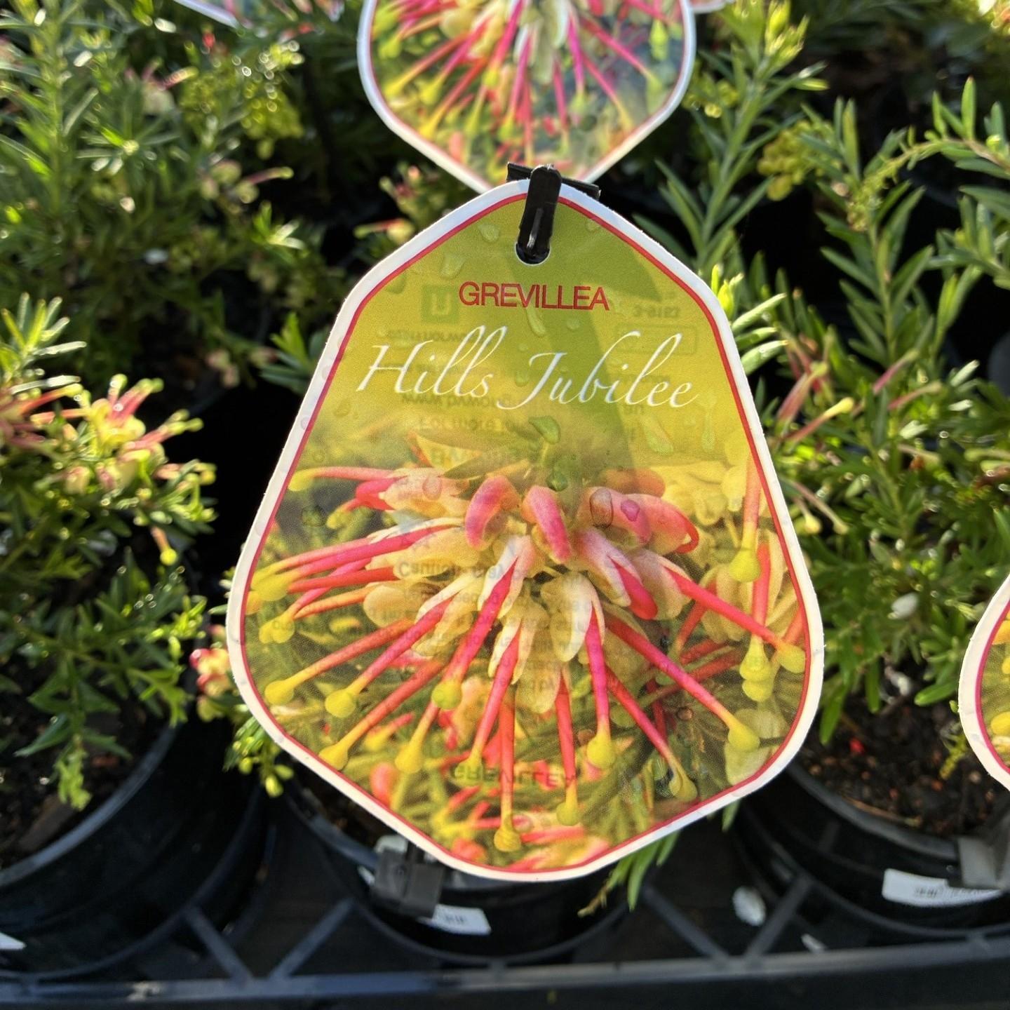 GREVILLEA 'Hills Jubilee'