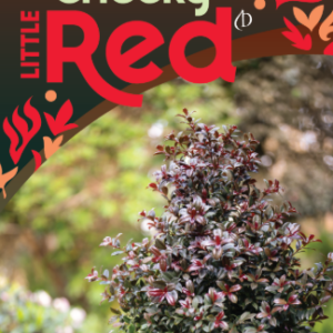 Syzygium ‘Cheeky Little Red’