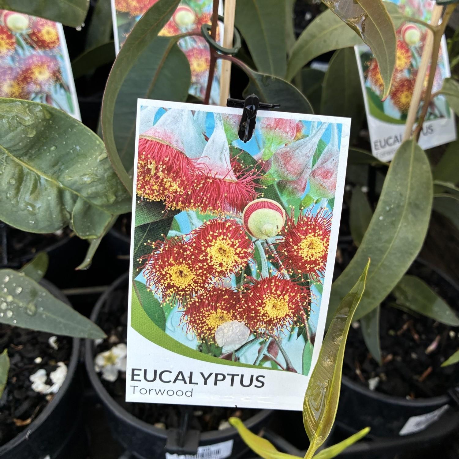 EUCALYPTUS torquata (Woodwardi Torwood)
