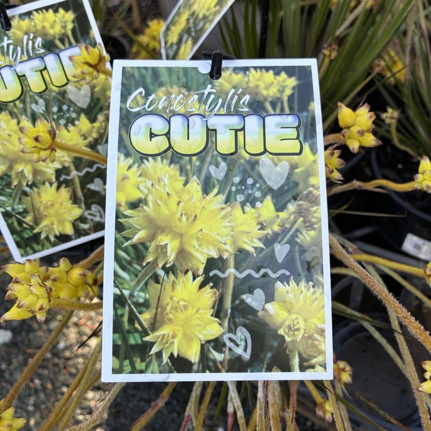 CONOSTYLIS candicans ‘Cutie’