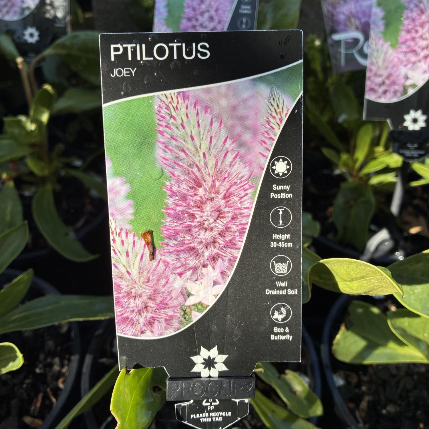 PTILOTUS exaltatus 'JOEY'