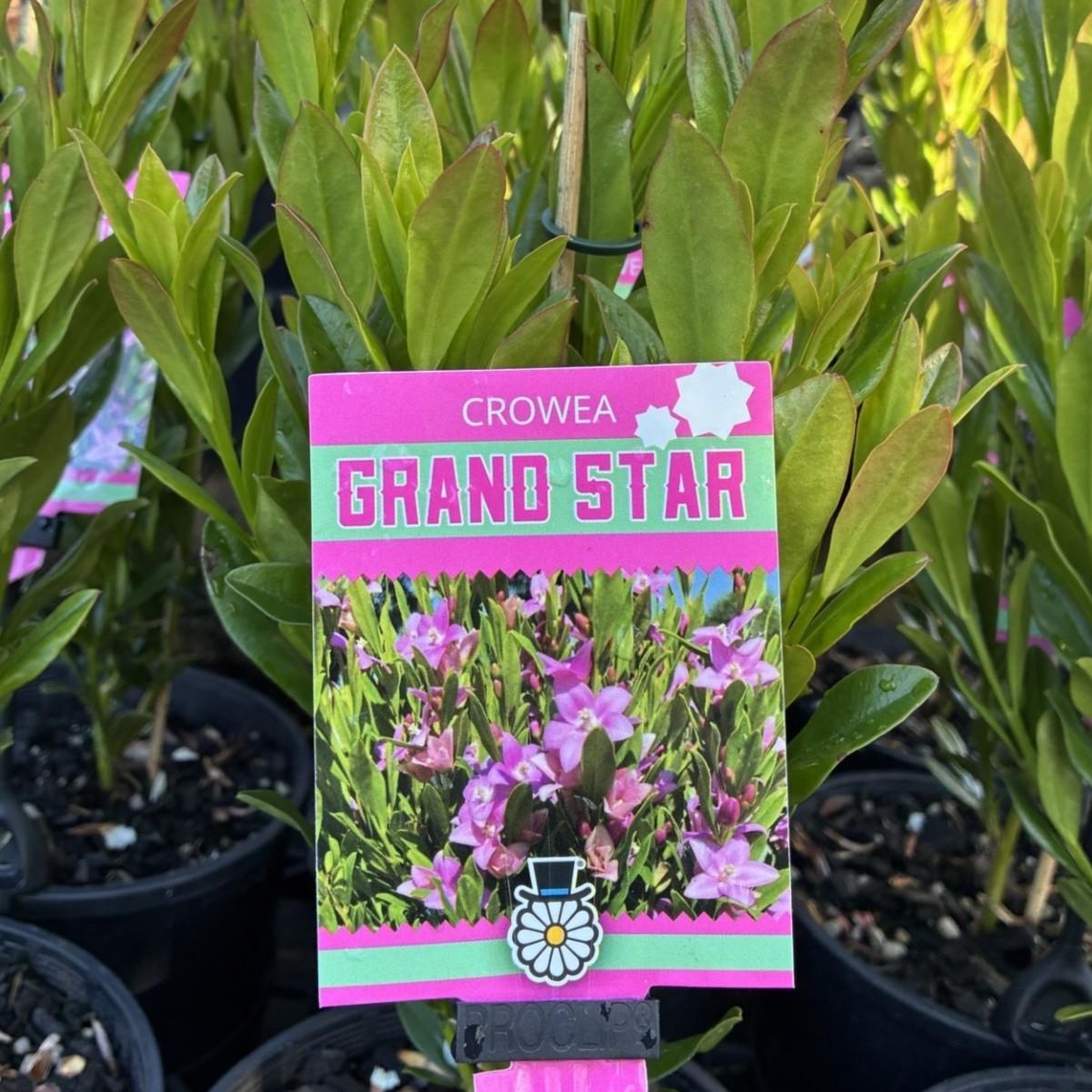 CROWEA exalata 'Grand Star'