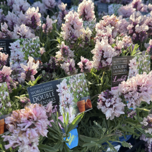 LAVENDER Lavish Musk (Double Flower)
