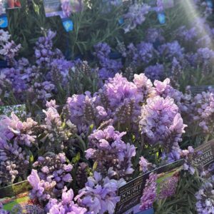 LAVENDER Lavish Blue (Double Flower)