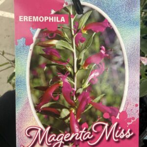 EREMOPHILA 'Magenta Miss'