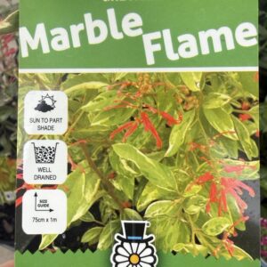 GREVILLEA 'Marble Flame'