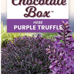 HEBE 'Chocolate Box Purple Truffle' 14cm