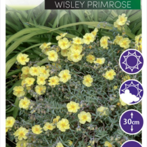 Helianthemum Wisley Primrose